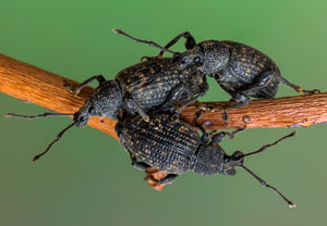 Gefurchter Dickmaulrüssler (Otiorhynchus sulcatus), 23.01.2021