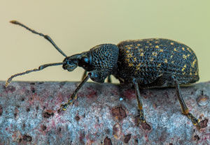 Gefurchter Dickmaulrüssler (Otiorhynchus sulcatus), 03.09.2017