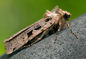 Triangel-Bodeneule (Xestia triangulum), Wyry