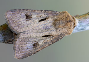 Ausrufungszeichen (Agrotis exclamationis), 22.05.2022, Hürth