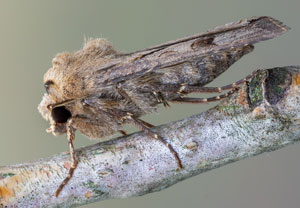 Ausrufungszeichen (Agrotis exclamationis), 22.05.2022, Hürth
