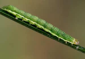 Schwarzes C (Xestia c-nigrum) &ndash; Foto 2