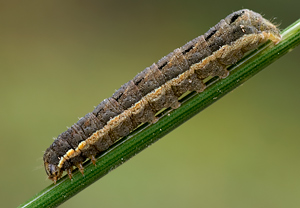 Schwarzes C (Xestia c-nigrum) &ndash; Foto 3