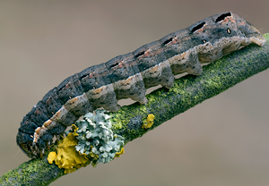 Schwarzes C (Xestia c-nigrum) &ndash; Foto 4