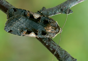 Schwarzes C (Xestia c-nigrum) &ndash; Foto 1