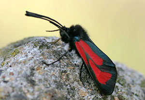 Thymian-Widderchen (Zygaena purpuralis)