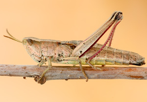 Große Goldschrecke (Chrysochraon dispar), 11.08.2012