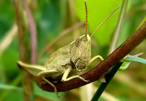 Große Goldschrecke (Chrysochraon dispar), Asterstein