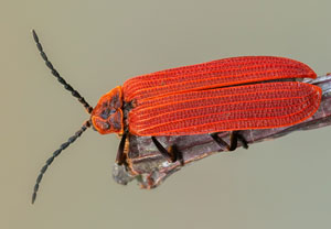 Scharlachroter Netzkäfer (Dictyoptera aurora), 28.05.2022, Jülich