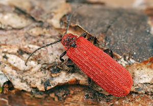 Scharlachroter Netzkäfer (Dictyoptera aurora)