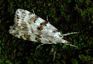 Scoparia pyralella, Wyry