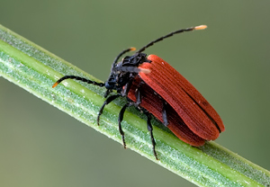 Platycis minutus &ndash; Foto 2