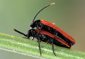 Platycis minutus &ndash; Foto 3