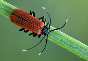 - (Platycis minutus)