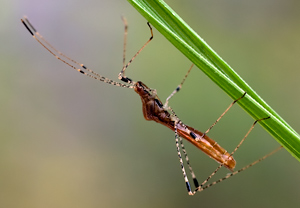Hexenkraut-Wanze (Metatropis rufescens) – Foto 2