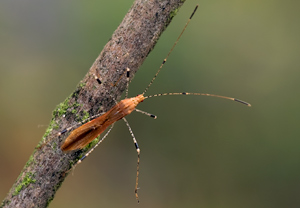 Hexenkraut-Wanze (Metatropis rufescens) – Foto 1