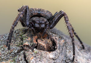 Spaltenkreuzspinne (Nuctenea umbratica), 17.02.2024, Hürth