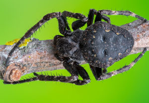 Spaltenkreuzspinne (Nuctenea umbratica), 17.02.2024, Hürth