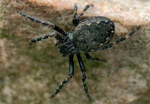 Spaltenkreuzspinne (Nuctenea umbratica)