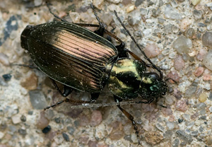 Agonum muelleri &ndash; Foto 1
