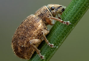 Schwarzfleckiger Kranzrüssler (Strophosoma melanogrammum) &ndash; Foto 2