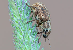 Schwarzfleckiger Kranzrüssler (Strophosoma melanogrammum), 21.06.2019