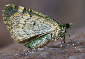 Olivgrüner Bindenspanner (Chloroclysta siterata), 27.03.2025, Hürth