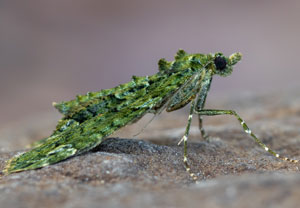Olivgrüner Bindenspanner (Chloroclysta siterata), 27.03.2025, Hürth