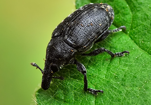 Kratzdistelrüssler (Larinus turbinatus), 10.05.2010, Äpfingen