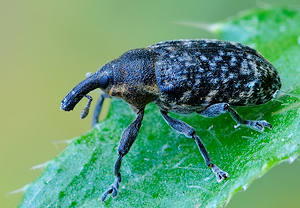 Kratzdistelrüssler (Larinus turbinatus), 22.05.2010