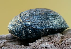 Gemeiner Pillenkäfer (Byrrhus pilula) &ndash; Foto 2