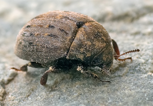 Gemeiner Pillenkäfer (Byrrhus pilula) &ndash; Foto 1