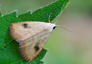 Seideneulchen (Rivula sericealis), 04.06.2010