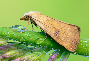 Seideneulchen (Rivula sericealis), 17.05.2014
