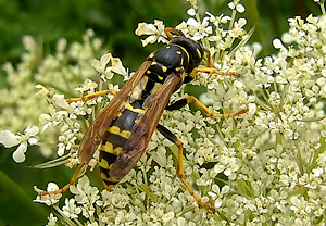 Gallische Feldwespe (Polistes dominulus) &ndash; Foto 1