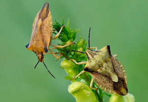 Nördliche Fruchtwanze (Carpocoris fuscispinus) – Foto 2