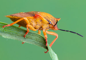 Nördliche Fruchtwanze (Carpocoris fuscispinus), 26.04.2019