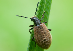 Gemeiner Wollkäfer (Lagria hirta), 30.07.2011