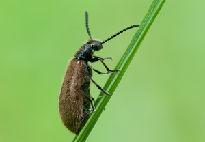 Gemeiner Wollkäfer (Lagria hirta), 30.07.2011