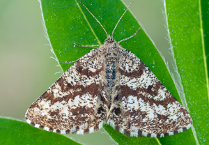 Heidespanner (Ematurga atomaria), 22.04.2011