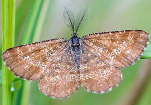 Heidespanner (Ematurga atomaria), 18.05.2013