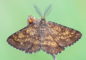 Heidespanner (Ematurga atomaria), 14.07.2013