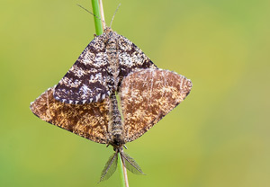 Heidespanner (Ematurga atomaria) – Foto 1
