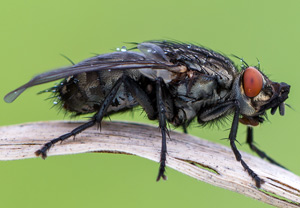 Graue Fleischfliege (Sarcophaga carnaria) &ndash; Foto 2