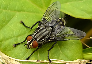 Graue Fleischfliege (Sarcophaga carnaria) &ndash; Foto 1