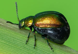 Ampferblattkäfer (Gastrophysa viridula), 22.05.2021, Brühl