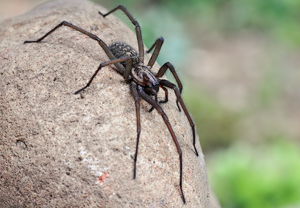 Große Winkelspinne (Eratigena atrica), 29.04.2010