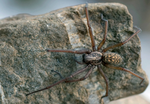 Große Winkelspinne (Eratigena atrica) – Foto 1