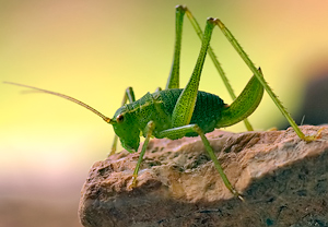Punktierte Zartschrecke (Leptophyes punctatissima)