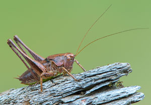 Gewöhnliche Strauchschrecke (Pholidoptera griseoaptera), 24.06.2018